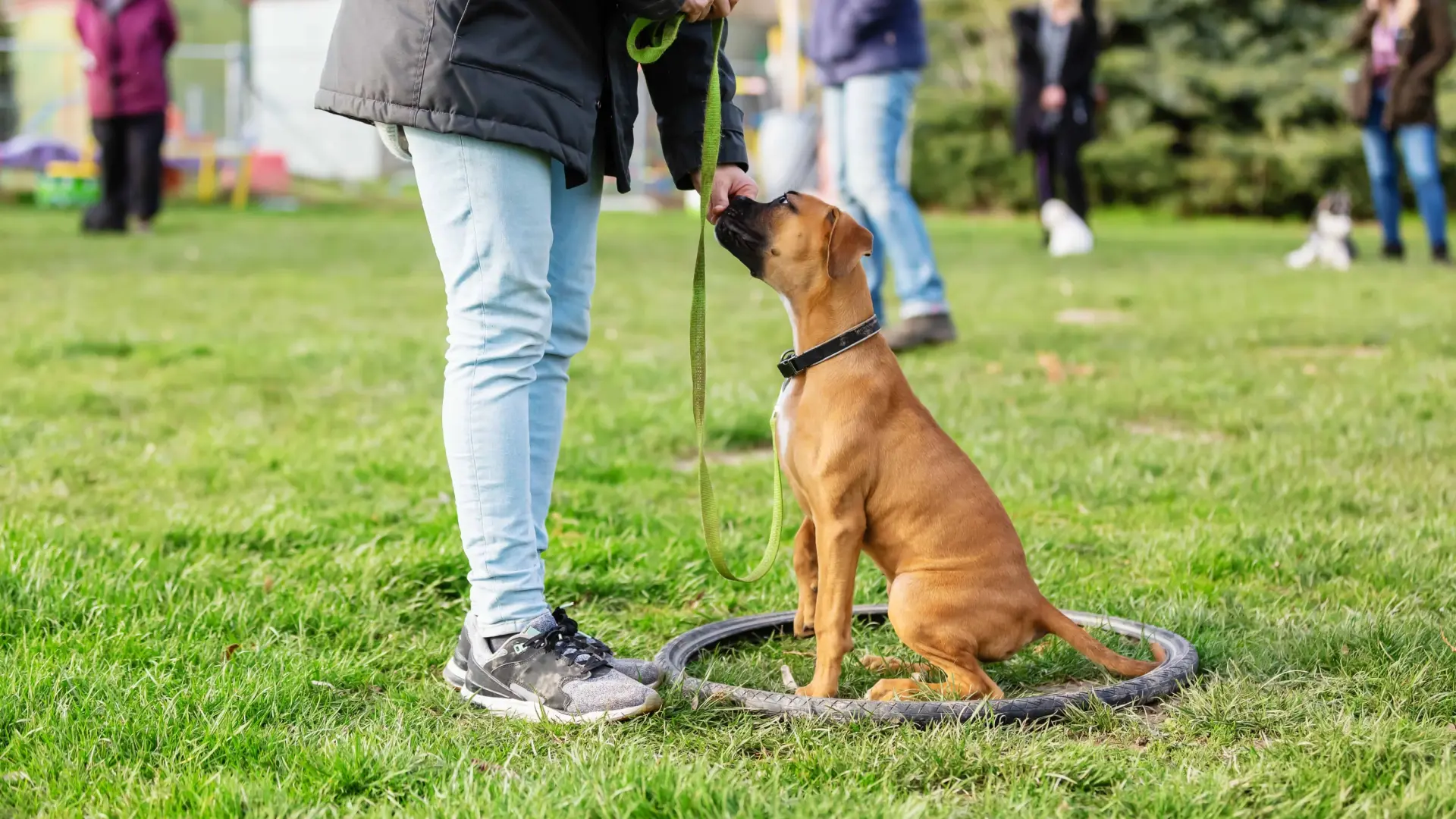 La ciencia desmonta los métodos violentos de educación canina
